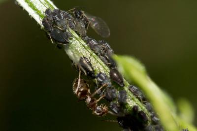 Puceron noir de la fève Aphis fabae Scopoli, 1763