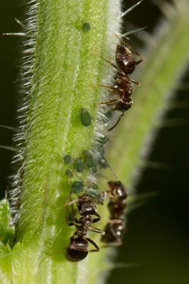  Aphis urticata J.F. Gmelin, 1790