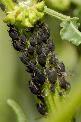  Aphis rumicis Linnaeus, 1758