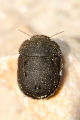  Odontoscelis fuliginosa (Linnaeus, 1760)