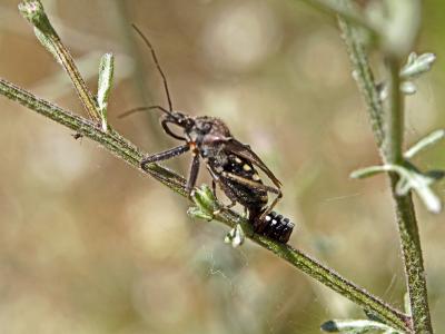 Rèduve à pattes rouges Rhynocoris erythropus (Linnaeus, 1767)
