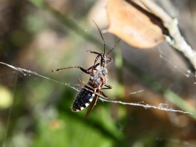 Rèduve à pattes rouges Rhynocoris erythropus (Linnaeus, 1767)