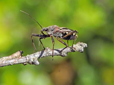 Rèduve à pattes rouges Rhynocoris erythropus (Linnaeus, 1767)