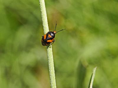  Deraeocoris schach (Fabricius, 1781)