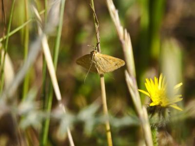  Sitochroa verticalis (Linnaeus, 1758)