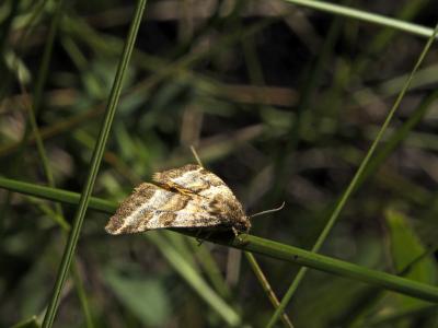 Noctuelle du Dartrier (La) Synthymia fixa (Fabricius, 1787)