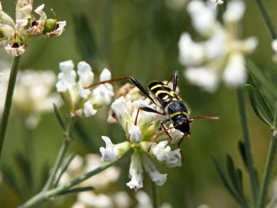  Clytus rhamni Germar, 1817