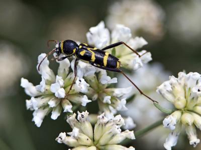  Clytus rhamni Germar, 1817