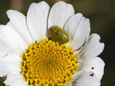  Cassida Linnaeus, 1758