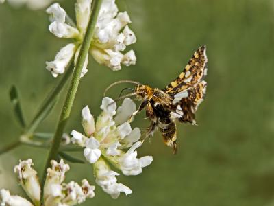Pygmée (Le), Sphinx-Pygmée (Le) Thyris fenestrella (Scopoli, 1763)