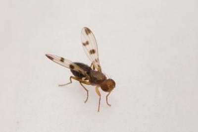  Geomyza tripunctata Fallén, 1823