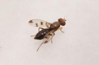  Geomyza tripunctata Fallén, 1823