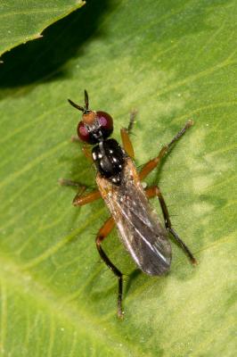  Phrosia albilabris (Fabricius, 1805)