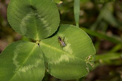  Phrosia albilabris (Fabricius, 1805)