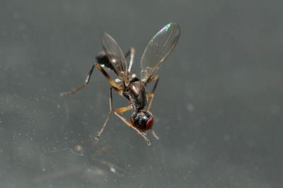  Nemopoda nitidula (Fallén, 1820)