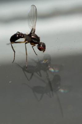  Nemopoda nitidula (Fallén, 1820)