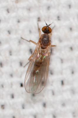  Rhamphomyia variabilis (Fallén, 1816)