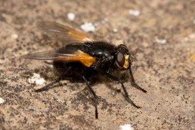  Mesembrina meridiana (Linnaeus, 1758)
