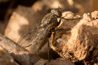 Helina evecta (Harris, 1780)