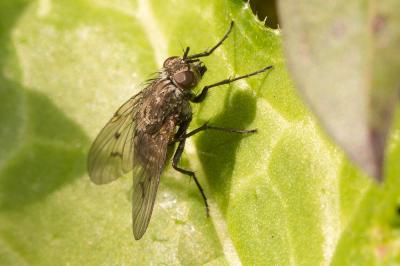  Helina evecta (Harris, 1780)
