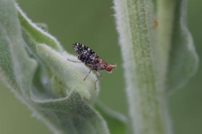  Trypetoptera punctulata (Scopoli, 1763)