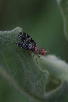  Trypetoptera punctulata (Scopoli, 1763)