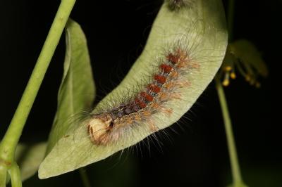 Disparate (Le), Spongieuse (La), Zigzag (Le) Lymantria dispar (Linnaeus, 1758)