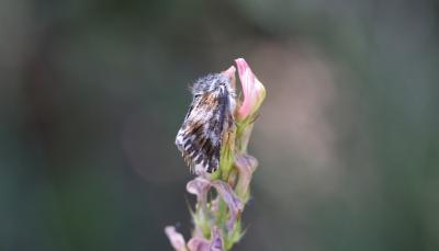 Omie de l'Hélianthème (L') Omia cymbalariae (Hübner, 1809)
