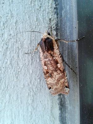 Hibou (Le) Noctua pronuba (Linnaeus, 1758)