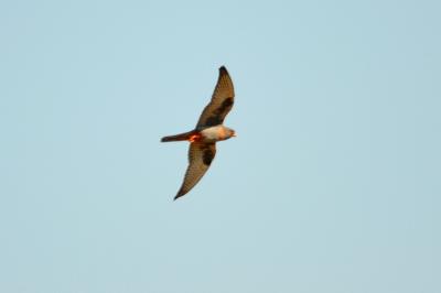 Faucon kobez Falco vespertinus Linnaeus, 1766