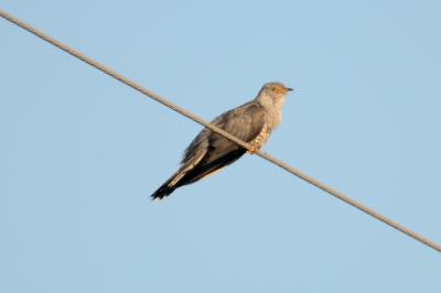 Coucou gris Cuculus canorus Linnaeus, 1758