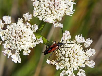  Stenurella bifasciata (Müller, 1776)