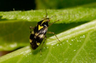  Liocoris tripustulatus (Fabricius, 1781)