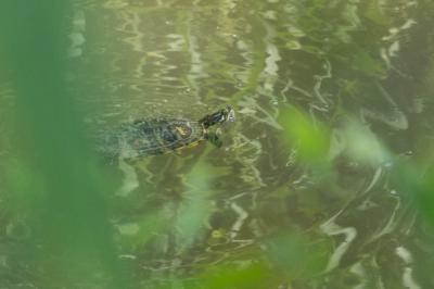 Tortue à tempes jaunes Trachemys scripta troostii