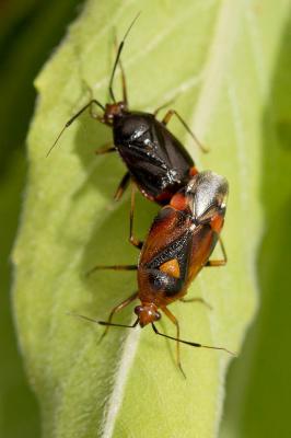  Deraeocoris ruber (Linnaeus, 1758)