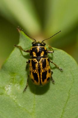  Pachybrachis Chevrolat, 1836