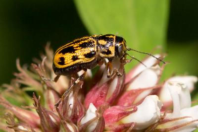  Pachybrachis Chevrolat, 1836
