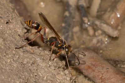  Sceliphron curvatum (F. Smith, 1870)