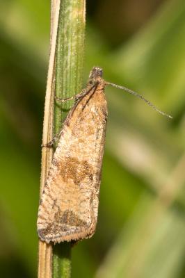  Celypha striana (Denis & Schiffermüller, 1775)