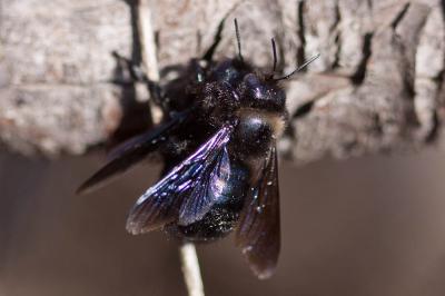 Xylocope irisé Xylocopa iris (Christ, 1791)