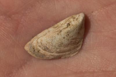 Moule zébrée Dreissena polymorpha (Pallas, 1771)