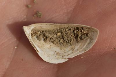 Moule zébrée Dreissena polymorpha (Pallas, 1771)