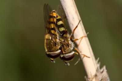  Eupeodes corollae (Fabricius, 1794)