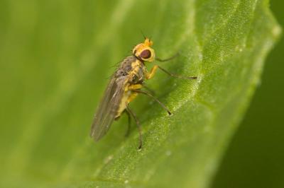  Liriomyza Mik, 1894