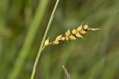Laîche millet, Faux Fenouil Carex panicea L., 1753