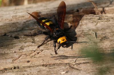  Megascolia maculata flavifrons (Fabricius, 1775)