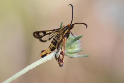 Sésie empiforme (La) Chamaesphecia empiformis (Esper, 1783)