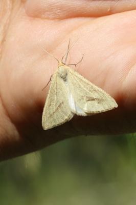 Aspilate jaunâtre (L') Aspitates gilvaria (Denis & Schiffermüller, 1775)