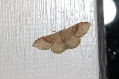 Acidalie dégénérée (L') Idaea degeneraria (Hübner, 1799)