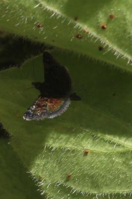  Heliothela 